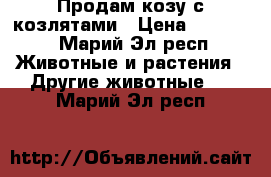 Продам козу с козлятами › Цена ­ 10 000 - Марий Эл респ. Животные и растения » Другие животные   . Марий Эл респ.